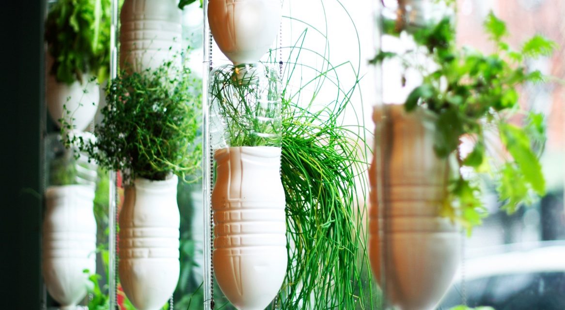 Cultiver vos légumes en appartement, c’est possible !