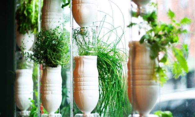 Cultiver vos légumes en appartement, c’est possible !
