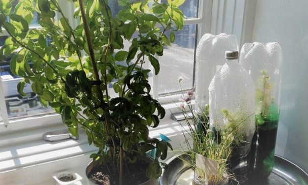 La mini serre : réutiliser le plastique et l’eau !