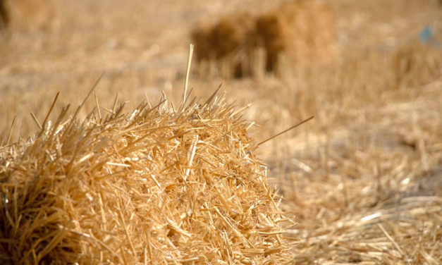 Pourquoi et comment construire une maison avec une isolation en paille