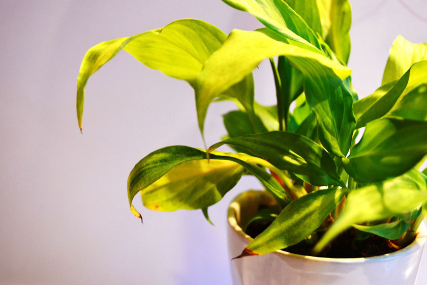 Air sain dans la maison autosuffisante grâce aux plantes d'intérieur
