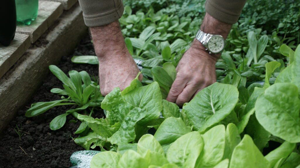 Construire une serre pour produire ses propres légumes est un projet accessible à tous